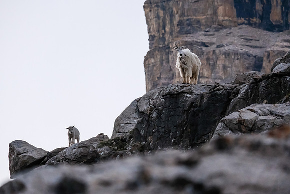 Curious Mountain Goats.