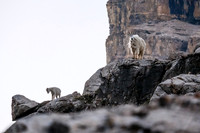 Curious Mountain Goats.