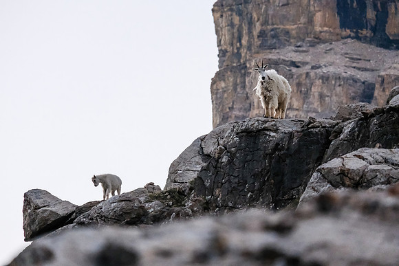 Curious Mountain Goats.