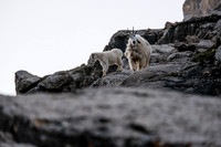 Curious Mountain Goats.