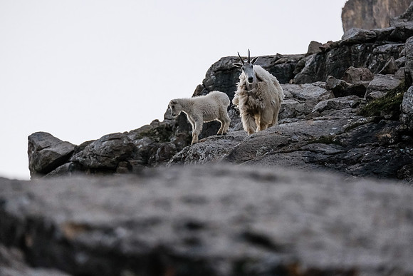 Curious Mountain Goats.