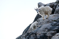 Curious Mountain Goats.