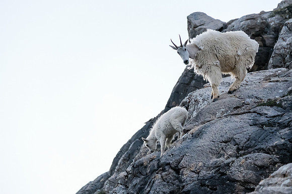 Curious Mountain Goats.