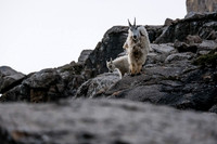Curious Mountain Goats.
