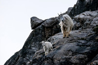 Curious Mountain Goats.