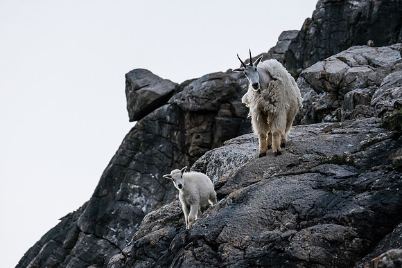 Curious Mountain Goats.