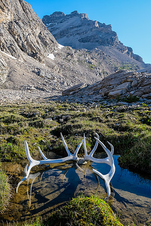 A huge set of elk antlers perfectly posed in a small pond. These were at least 4' across!
