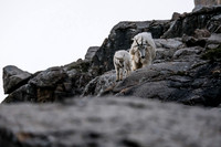 Curious Mountain Goats.