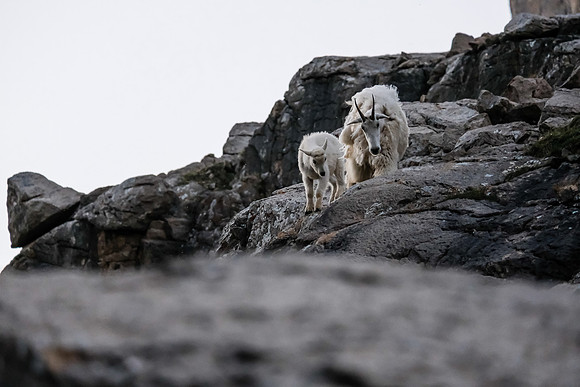Curious Mountain Goats.