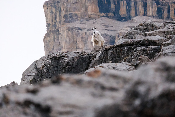 Curious Mountain Goats.
