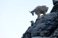 Curious Mountain Goats.