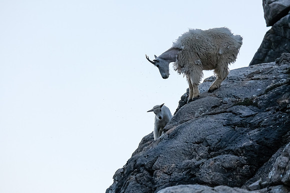 Curious Mountain Goats.