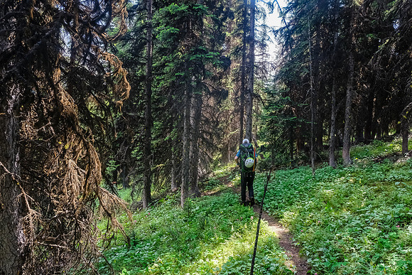 Returning along North Mosquito Creek.