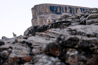 Curious Mountain Goats.
