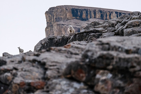 Curious Mountain Goats.