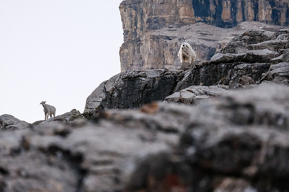 Curious Mountain Goats.