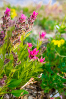 Indian Paintbrush.