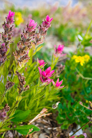 Indian Paintbrush.