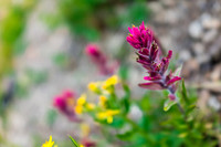Indian Paintbrush.
