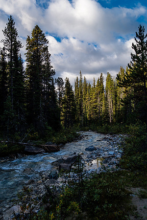 Wet vegetation along the small branch.