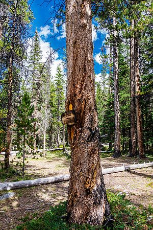 After crossing Dolomite Creek, approximately 4km from the Warden cabin.