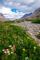 Wild flowers along Dolomite Creek.