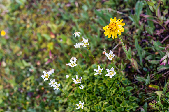 Dolomite Creek Trail.