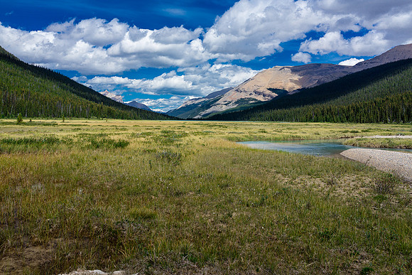 Isabella Lake swamp.