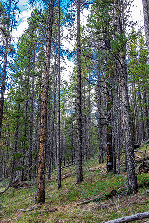 Into the wild Recondite access valley.