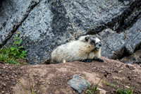 Marmot Heaven around Helen Lake.