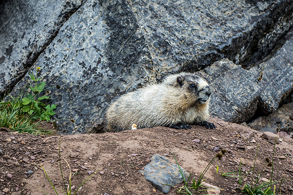 Marmot Heaven around Helen Lake.