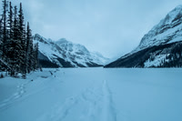 Peyto lake stretches out before me as I exit the trees.