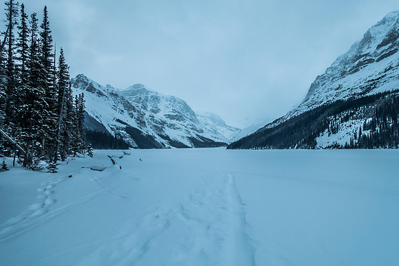 Peyto lake stretches out before me as I exit the trees.