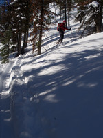 The skin track goes bushwhacking for a bit!