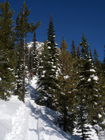The skin track goes bushwhacking for a bit!