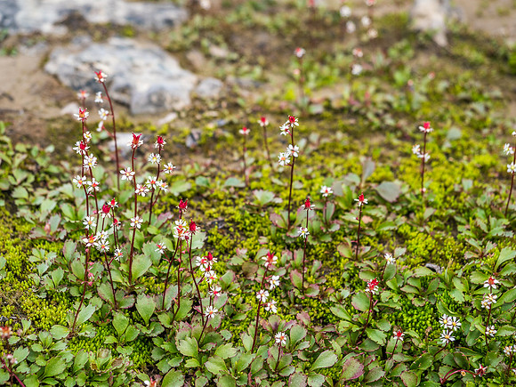 Saxifrage