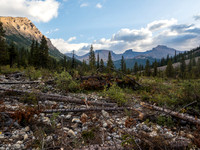 Approaching the drainage on the Mosquito Creek trail near the fresh avalanche debris from the winter of 2016.