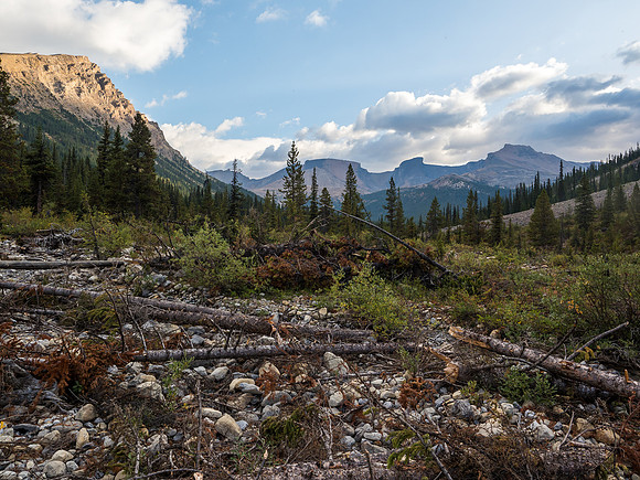 Approaching the drainage on the Mosquito Creek trail near the fresh avalanche debris from the winter of 2016.