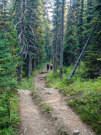 The easy hike back on the Mosquito Creek highway trail.