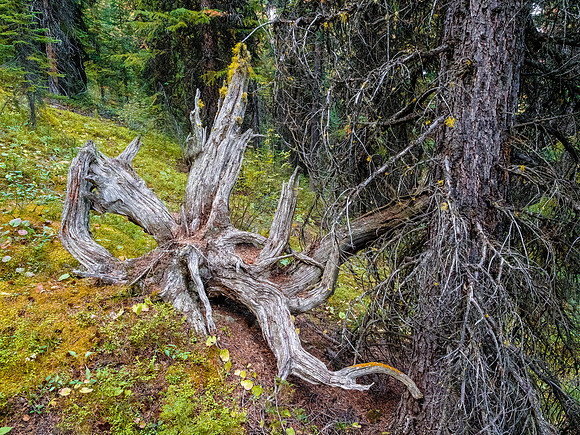 Nice scenery in the forest.