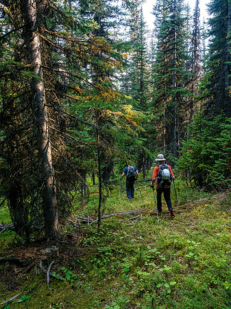 Lots of routes through the open forest.