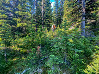Bushwhacking east slopes of Prow Mountain.