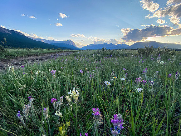 Wildflowers along the Cascade fire road on the Tinda ranch.