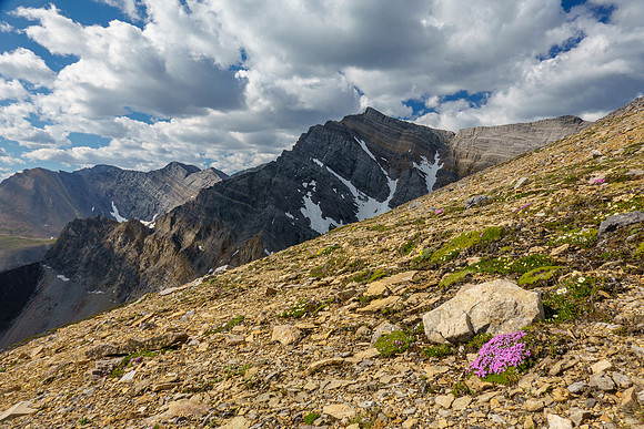 Moss Campion and an outlier of Pipit Peak.