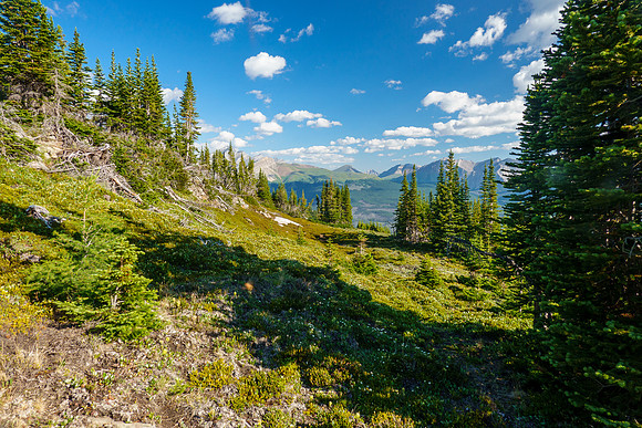 At treeline on Prow's east slopes.