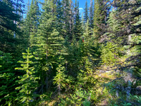 Bushwhacking east slopes of Prow Mountain.