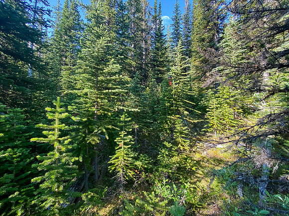 Bushwhacking east slopes of Prow Mountain.