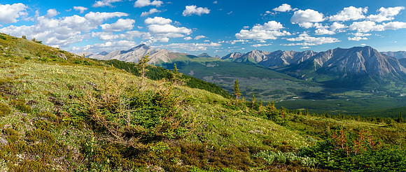 At treeline on Prow's east slopes. Views over the Red Deer River to Divide Pass (C).
