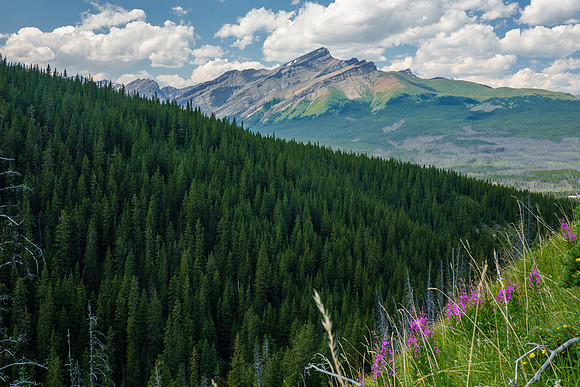 Boar Station and fireweed.