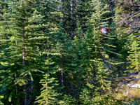 Bushwhacking east slopes of Prow Mountain.